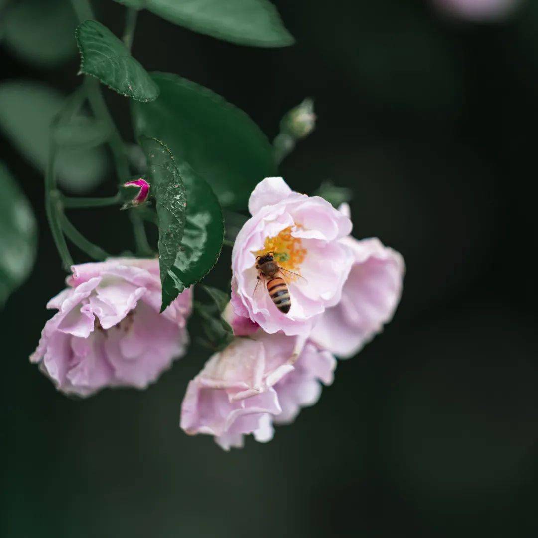 imToken转账等待确认，花朵绽放前的期待