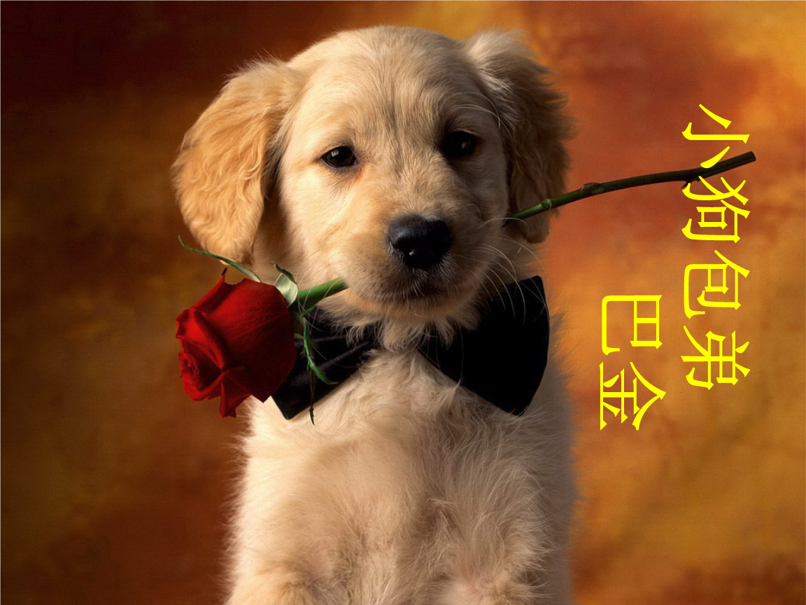 imtoken怎么添加狗狗币_狗狗币imtoken_狗狗币如何导入钱包